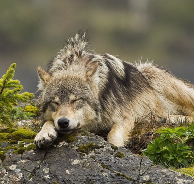 wolfsheart-blog:
“ Vancouver Island Wolf (Canis lupus crassodon) in British Columbia. Photo by Ian McAllister
”