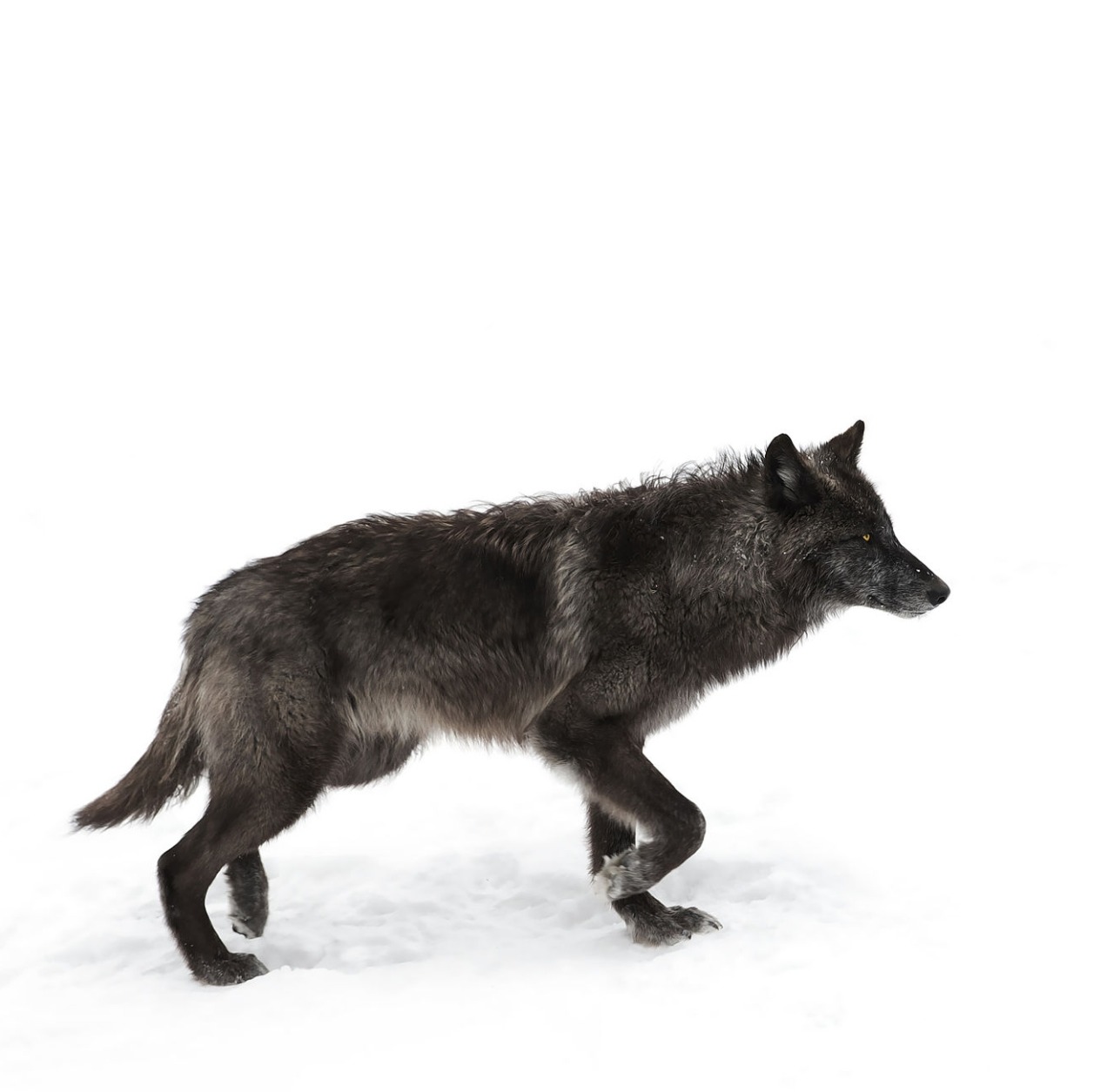 beautiful-wildlife:
“Black Wolf by Jim Cumming
”