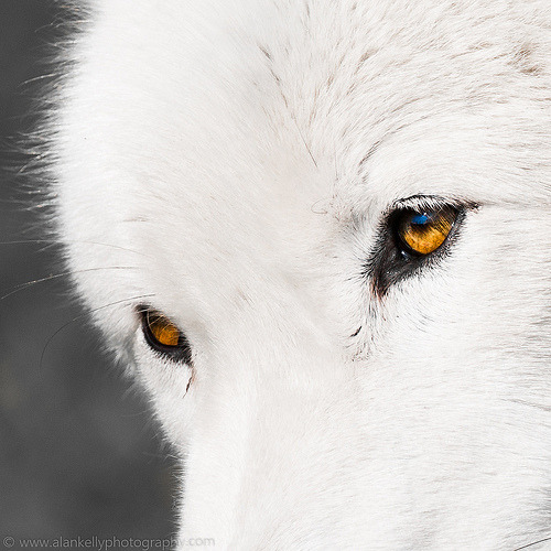 wolfsheart-blog:
“  ‘Sikko’ ( Canis Lupus Arctica )
by NED_KELLY_GUY / Flickr. ”