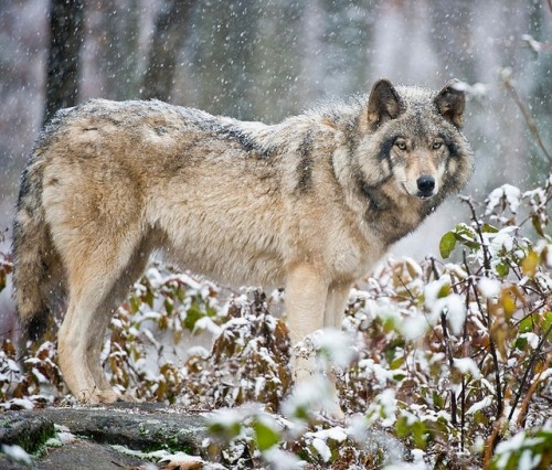 Timber Wolf by © Michael Cummings