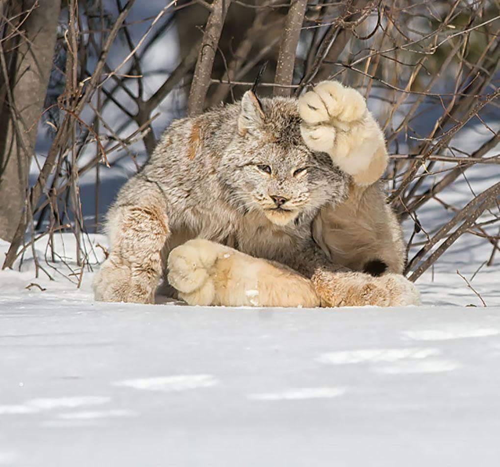 A Canada Lynx. Look at the size of those paws. (Source: http://ift.tt/2jOzMi4)