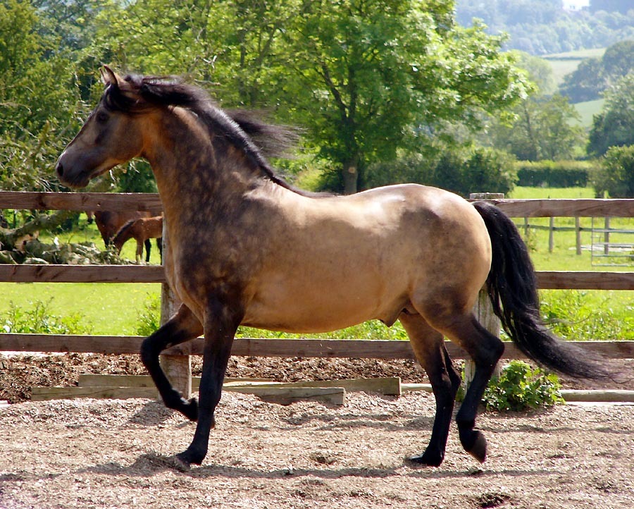 MOSSROSE TRIUMPHANT (Sunup Neptune x Jacque’s Lor-don-Lin), 2001 buckskin stallion owned by Rosita Hammar, UK. Photo by John Hayes
http://www.morgancolors.com