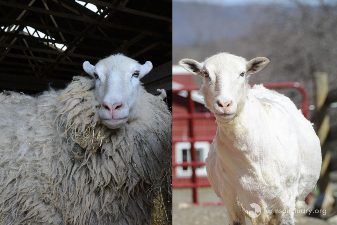 Animals of Farm Sanctuary � To Shear or not to Shear; That ...