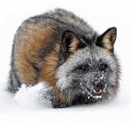 Snow Surf Cross Fox by © Athena Mckinzie
Cross fox skidding in the winter snow. The cross fox is a partially melanistic colour variant of the red fox (Vulpes vulpes) which has a long dark stripe running down its back, intersecting another stripe to...