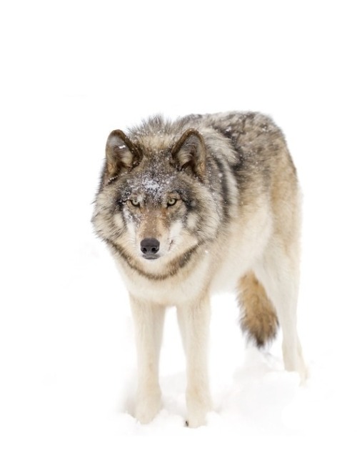 Timber Wolf by © JimCumming