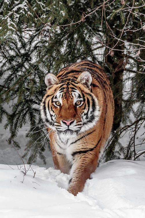 Approaching Tiger by © Wes and Dotty Weber