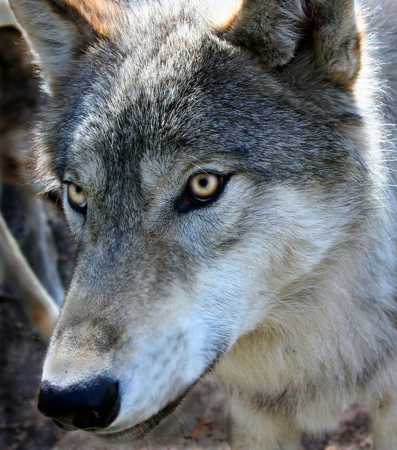 her-wolf:
“ Kekoa by Waya37
Kekoa a wolf pup from the Colorado Wolf and Wildlife Center
”