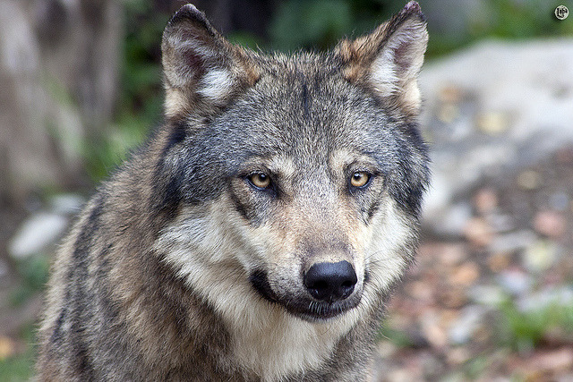 wolfsheart-blog:
“Wolf by Loba Del Kaos.
”