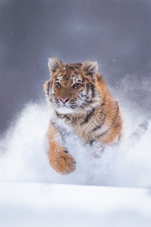 Tiger by © Ladislav Zálicha