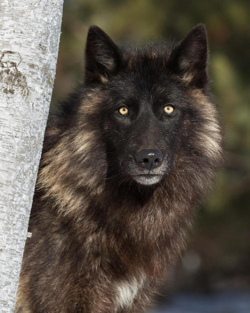 Wolf Portrait by © Michelle Lalancette