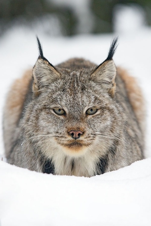 TheStare by © wildernessprints.com
Wild adult lynx in Banff National Park