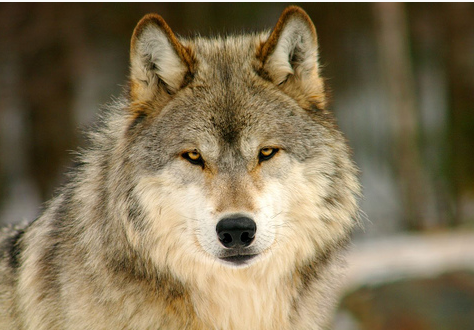 wolfsheart-blog:
“Wolf by lifefreezer
”