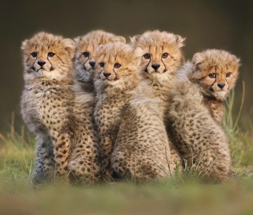 Cute Cheetah Family by © Joke Hulst