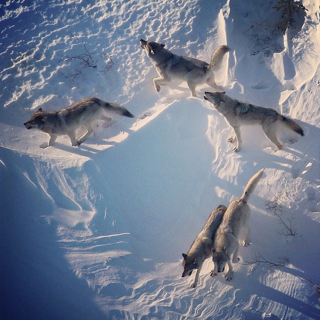 her-wolf:
“  Five of the Nenana River wolfpack howl in early morning light on the edge of DenaliNationalPark, Alaska ~ Photo by argonautphoto (Aaron Huey).
”