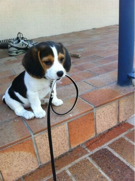 My beagle puppy is ready for his first walk. This is also his first time EVER on /r/aww . (Source: http://ift.tt/2omsbgL)