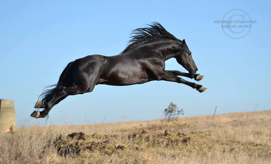 South African Vlaam horse (SA Vlaam)
Photo by Michelle Symington, Equine Artist
Horseaddict