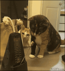 Cats vs metronome. [video]