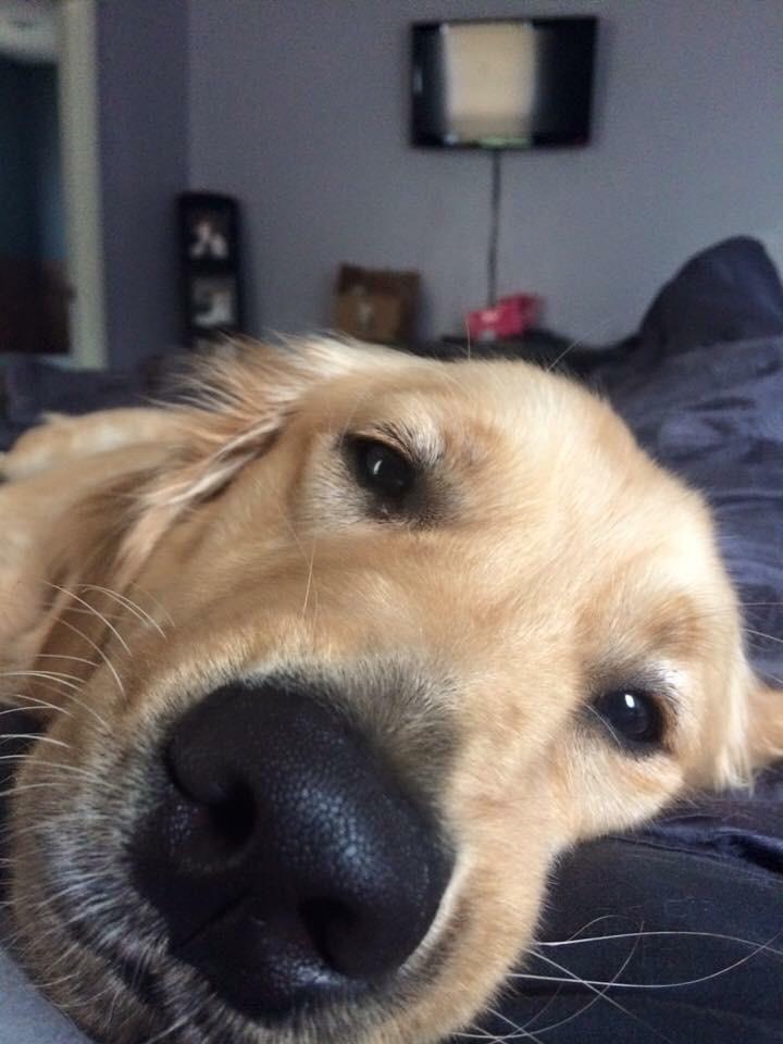 The first face I usually see each morning waking up! (Source: http://ift.tt/2oSydSW)
