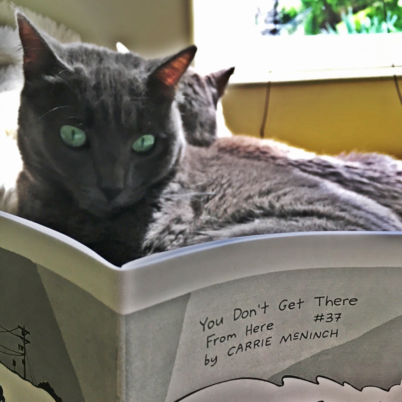 A grey cat reads a zine.