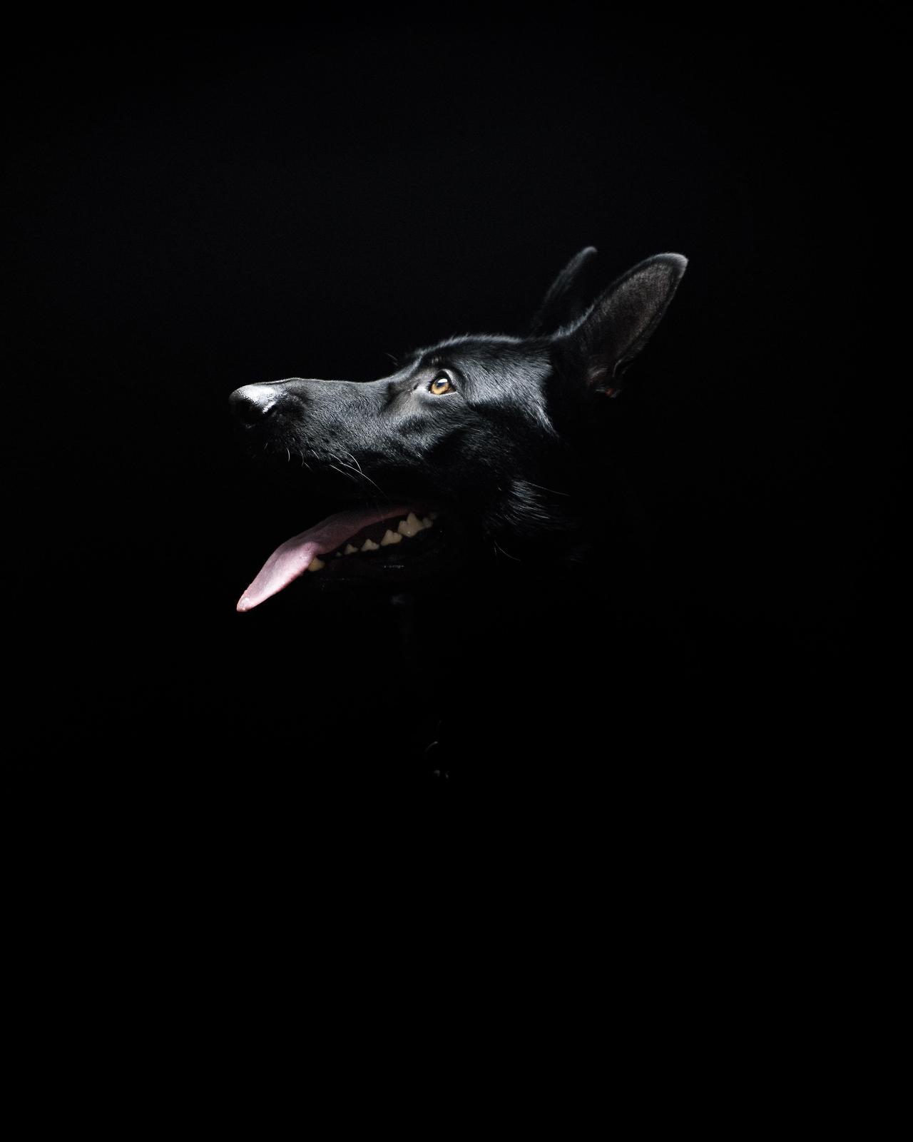Took some portraits of my dog yesterday. This is one of my favorites from the shoot. (Source: http://ift.tt/2eyMXTO)