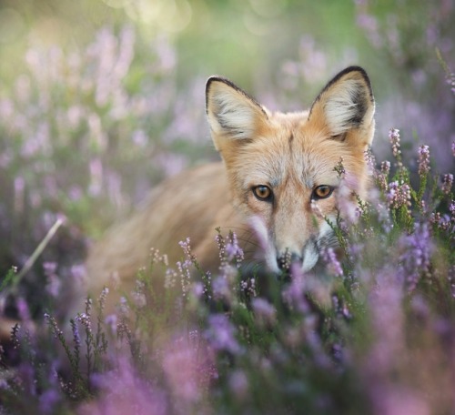 Hidden in heath by © Iza Lyson