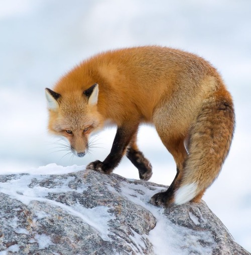Red Fox by © Fred Lemire