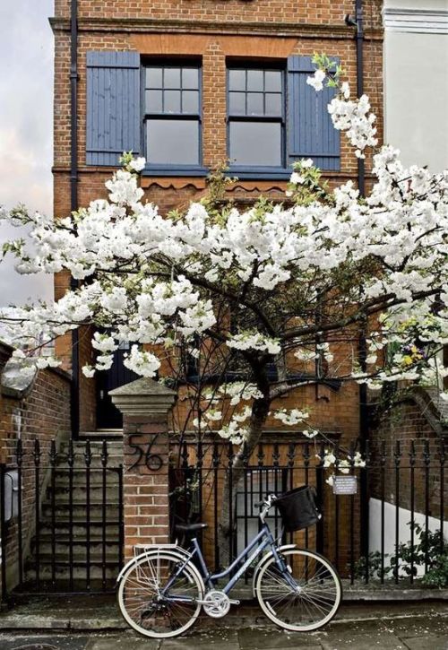 Je suis toujours allé à Londres au printemps, et j'adore ces arbres blancs-fleuri qui gambadent joyeusement everywhich où l'on pourrait regarder et que quelqu'un s'il vous plaît me dire ce qu'ils sont appelés parce que j'aime les arbres encore suis un RETARD Arbre .. ..