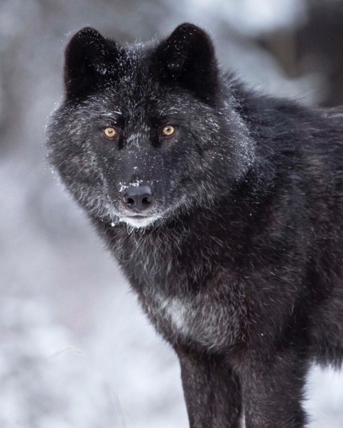 Wild Black Wolf by © caipriestleyphotography