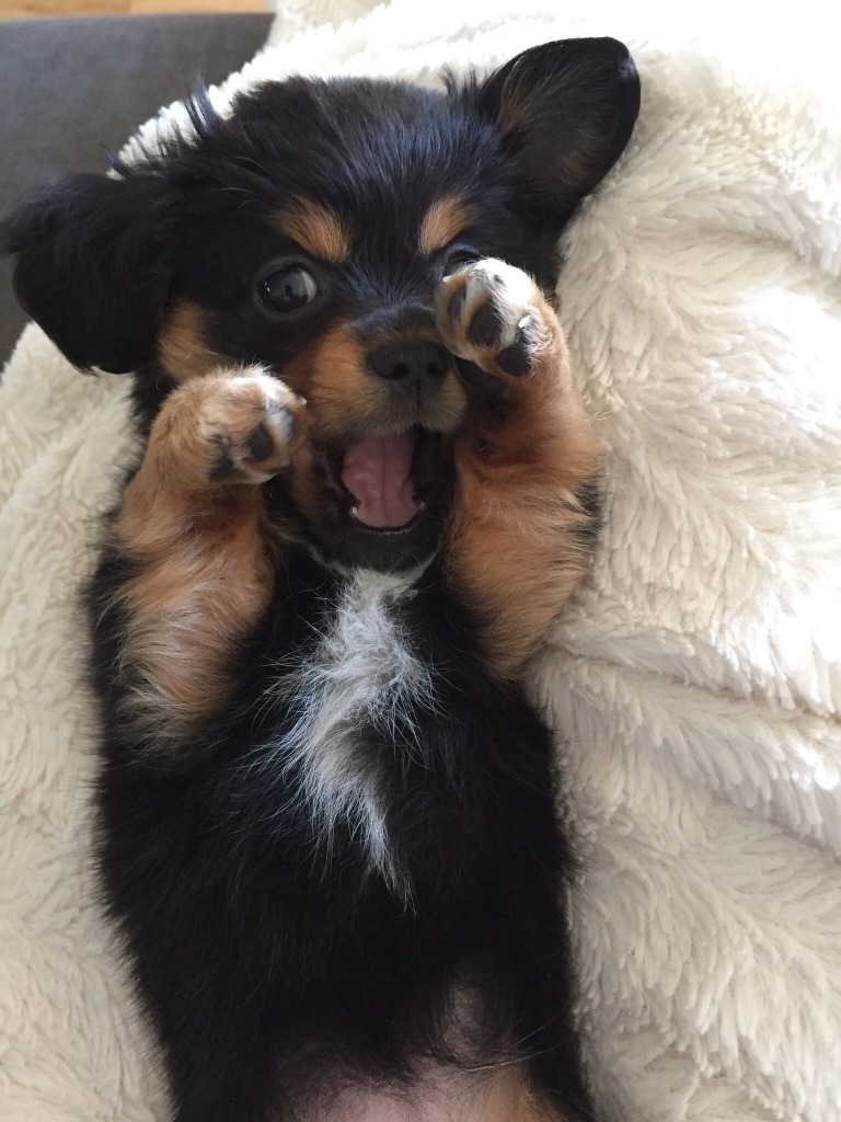 Meet my new puppy Lola, 9 weeks. (Source: http://ift.tt/2jSpwK4)