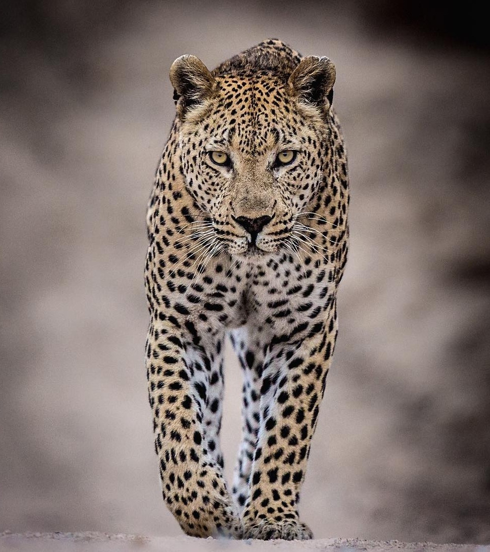beautiful-wildlife:
“Leopard by © pravirpatel
Sabi Sabi Private Game Reserve, South Africa
”