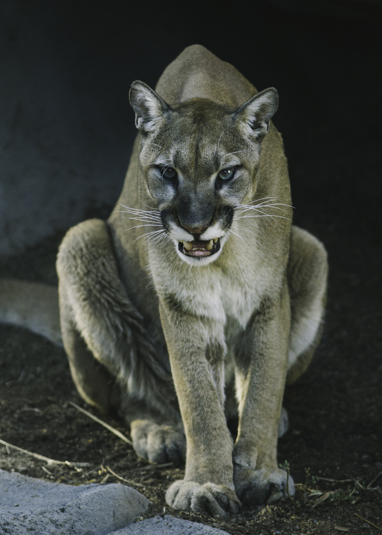 sdzoo:
“Despite what you hear in movies & on TV, mountain lions don’t make that “wild cat scream” very often. More common vocalizations for this adaptable cat include whistles, squeaks, growls, purrs, hisses & yowls. Photo by Paul E.M.
”