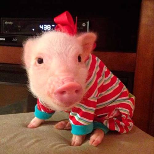 Image result for pig in pajamas
