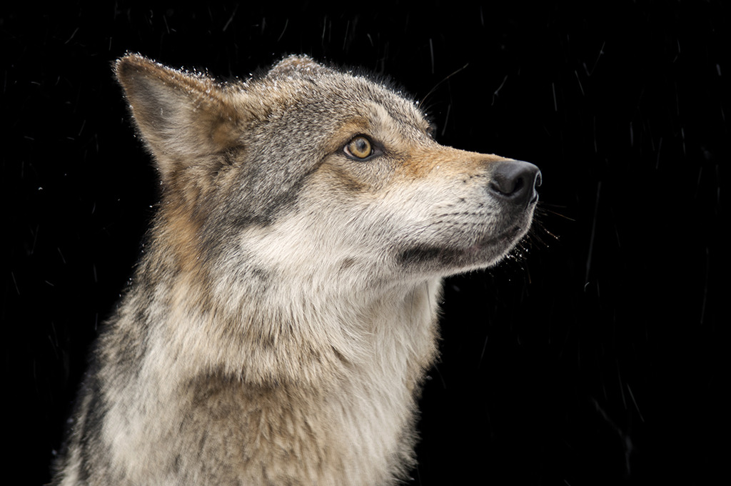 wolfsheart-blog:
“Mexican Wolf by J. Sartore
”