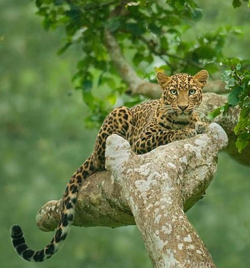 beautiful-wildlife:
“In natures lap by © shaazjungphotography
”