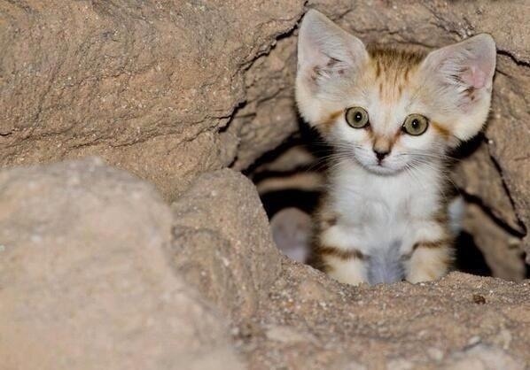 just a little Arabian sand cat. (Source: http://ift.tt/2owMF3D)