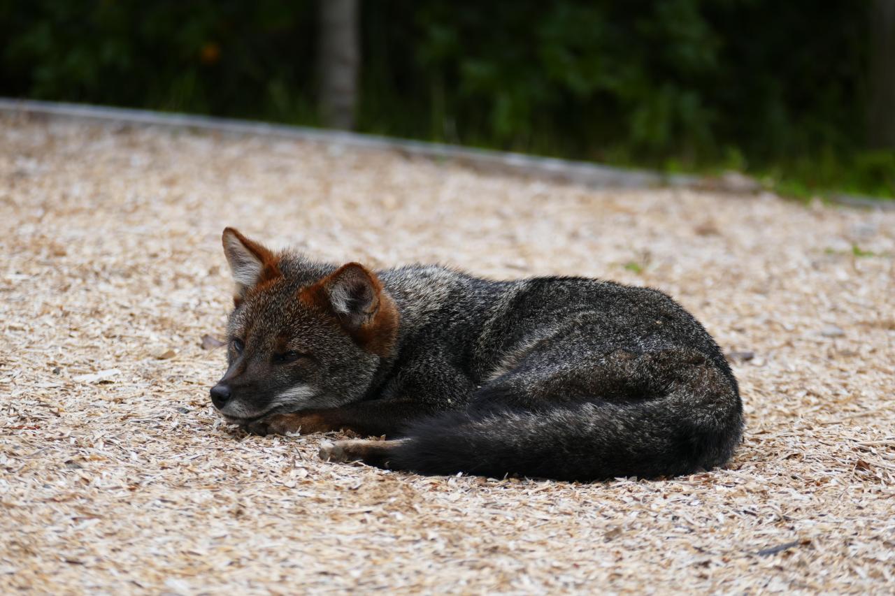 Only 600 Zorro Chilotes estimated left and somehow this lil lady comes to nap next to us today (Source: http://ift.tt/2j6MRUg)