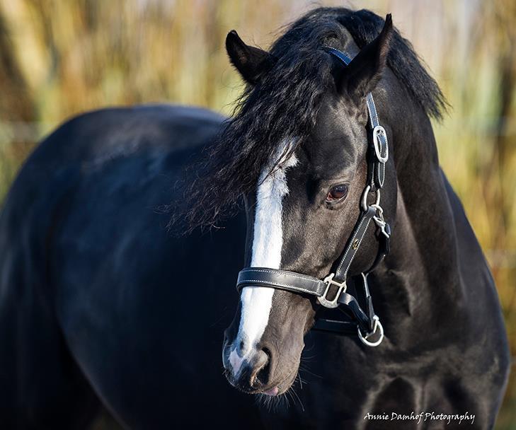 Another beautiful 4 year old Welsh stallion, Indurando Emelwerth, bred by Emelwerth Stud
Annie Damhof Photography