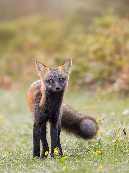 Cross Fox by © bkcrossman