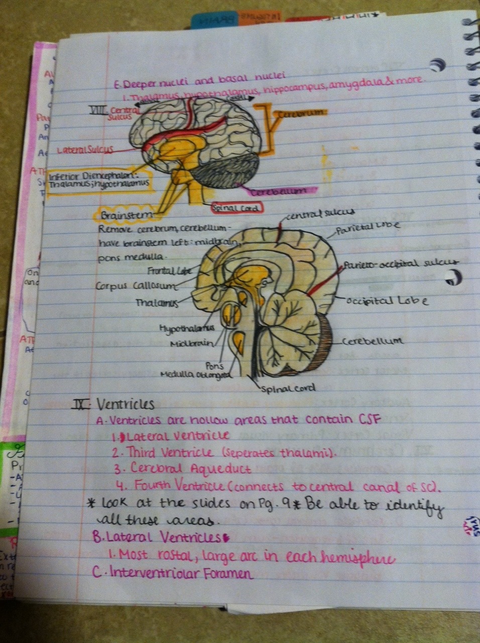 Human anatomy and physiology homework help