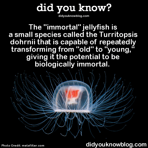 nature tumblr you â€œimmortalâ€ jellyfish did The know? small a is