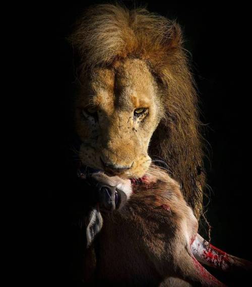 geographicwild:
“.
Lion as it is.
Photography by © (Viktoras Dubinskas). Lion male with the kill in Ndutu, Serengeti. #Nature #Wildlife #Lion #Ndutu #lion #Serengeti
”