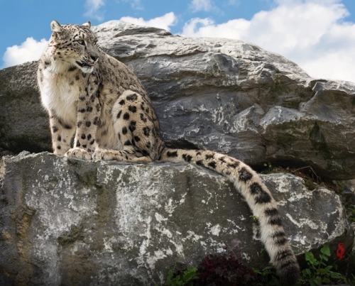 Snow Leopard (Panthera uncia) by © Jean-Claude Sch.