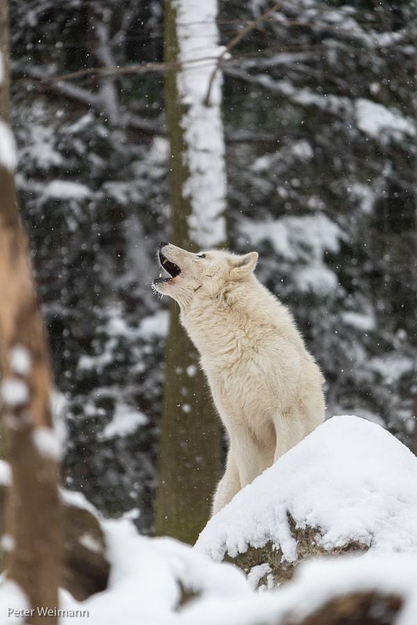wolvenrealm:
“Arctic Wolf by Peter Weimann
”