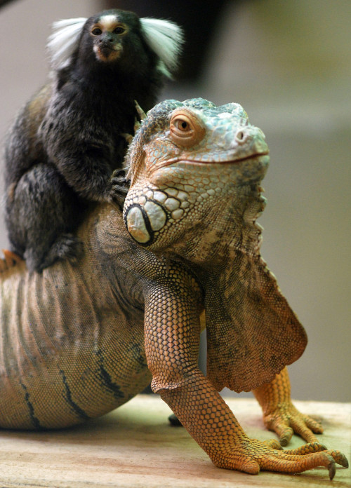 marmoset riding iguana
