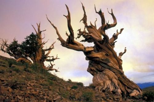 sixpenceee:
“This Methuselah Tree is 4,843 years old. Located in the White Mountains of California, this famous bristlecone pine was long believed to be the oldest living non-colonal organism in the world until the discovery of another bristlecone...