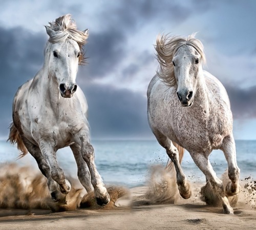 Beach Run … by © Paul Keates
Camargue Horses