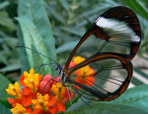 altios:
“ sixpenceee:
“The Glasswinged butterfly is a beautiful brush-footed butterfly. The Glasswinged butterfly gets its name because the tissue between the veins of its wings looks like glass, as it lacks the colored scales found in other...