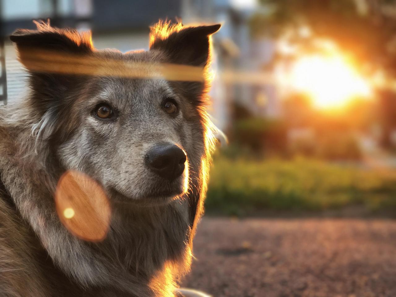 Perfect sunset and my perfect puppy (Source: http://ift.tt/2rZNpQS)