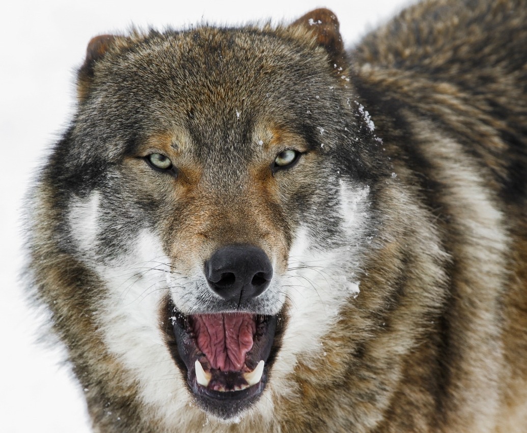 beautiful-wildlife:
“European Wolf by photo-sommer
”