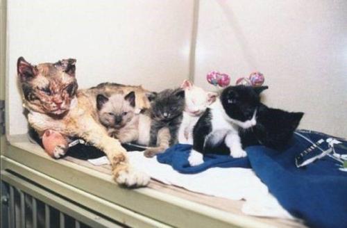 Scarlett was a former stray cat who is known for her tremendous efforts to save her kittens from a fire. On 30 March, 1996, Scarlett and her five kittens were in an abandoned garage in Brooklyn when a fire broke out. The New York Fire Department were...